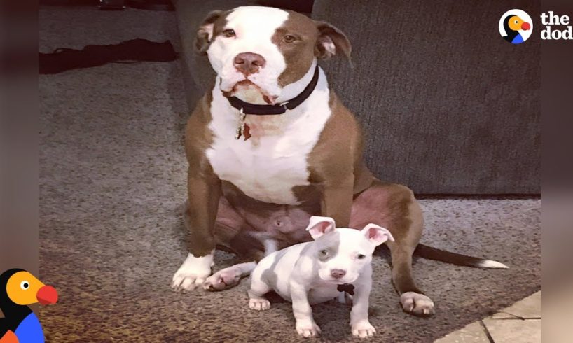 Rescue Pit Bull Is The Best Foster Dad to Puppies | The Dodo