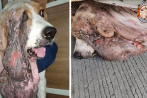 Rescue Poor Dog Has Huge Tumor Pulls Down One Eye Make You Must Cry
