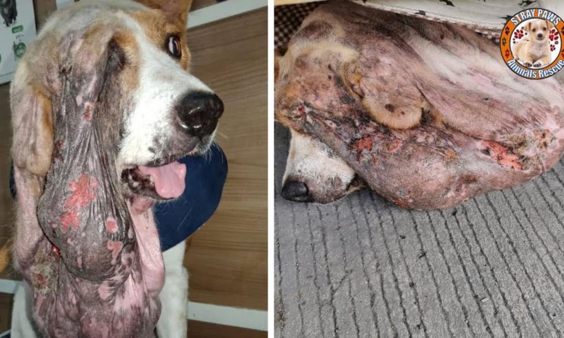 Rescue Poor Dog Has Huge Tumor Pulls Down One Eye Make You Must Cry