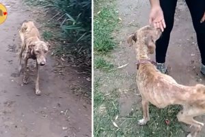 Rescue Poor Dog Is Thin So Terrible That Warm Your Heart