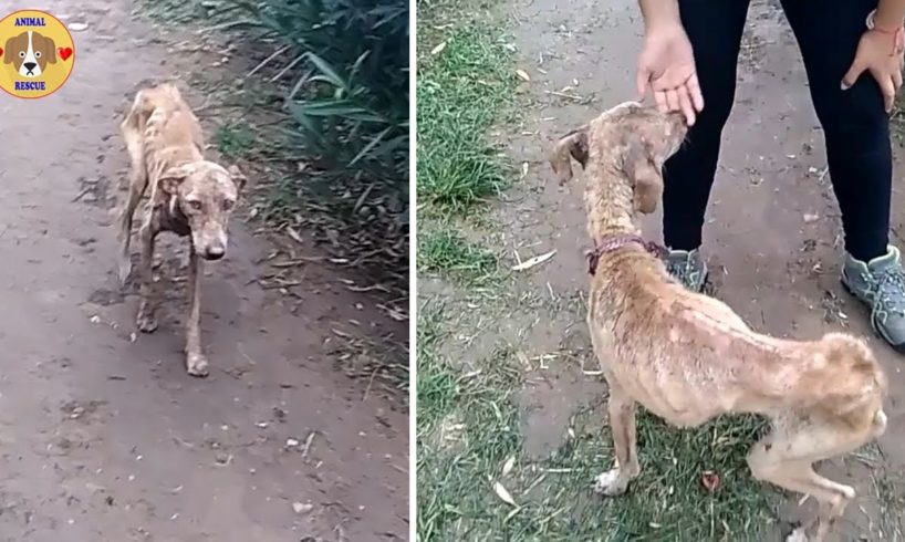 Rescue Poor Dog Is Thin So Terrible That Warm Your Heart