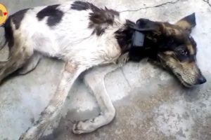 Rescue Poor Dog Was Completely Broken Ribs & Pelvis And Amazing Transformation