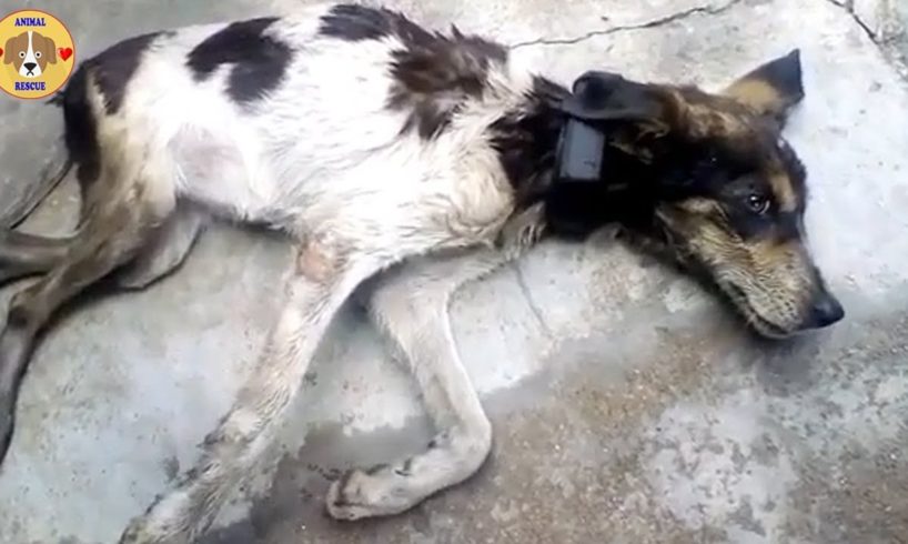 Rescue Poor Dog Was Completely Broken Ribs & Pelvis And Amazing Transformation