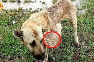 Rescue Poor Dog Was Severed One Leg By The Truck Move With Tremendous Speed