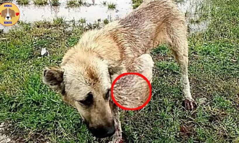 Rescue Poor Dog Was Severed One Leg By The Truck Move With Tremendous Speed