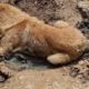Rescue Poor Dog Was Shot & Threw Him In A Huge Hole Make You Must Cry