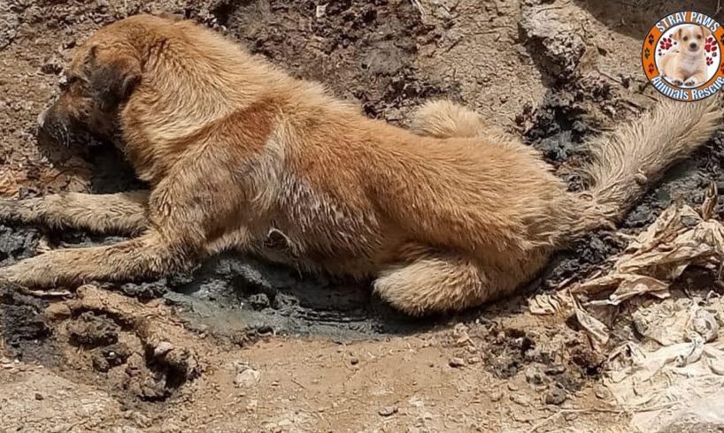 Rescue Poor Dog Was Shot & Threw Him In A Huge Hole Make You Must Cry
