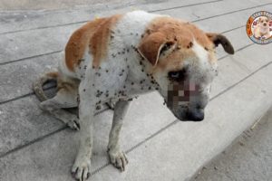 Rescue Poor Homeless Dog with Many Huge Ticks and Big Tumor