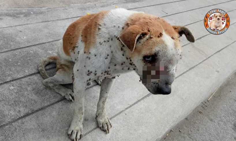 Rescue Poor Homeless Dog with Many Huge Ticks and Big Tumor