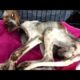 Rescue Poor Skinny Dog was ​​Abandoned |Animal Rescue TV