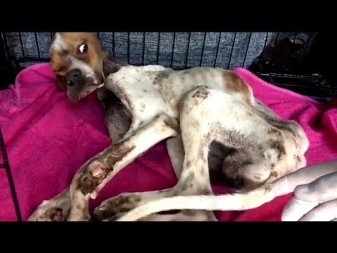 Rescue Poor Skinny Dog was ​​Abandoned |Animal Rescue TV