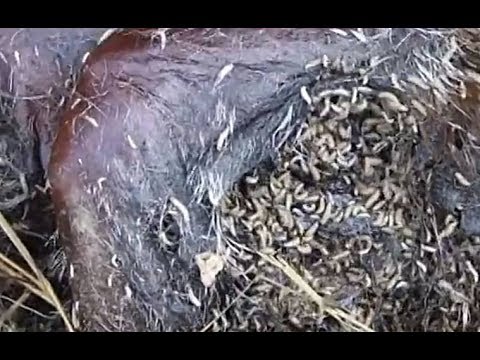 Rescue Puppy Removing 100+ Big Mangoworms (Maggot) From Dog's Legs #2019