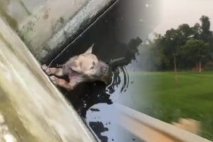 Rescue The Dog Stuck In The water hole ...Dog rescue stories