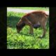 Rescue The Poor Dog That Has Difficulty Walking | Animal Rescue TV