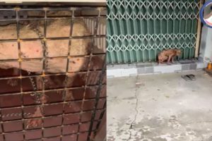 Rescue The Poor Dog That Was Thrown Down To the Sewer|Animal Rescue TV