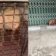 Rescue The Poor Dog That Was Thrown Down To the Sewer|Animal Rescue TV
