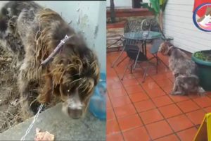 Rescue The Starved Dog Wandering on The Streets |Animal Rescue TV