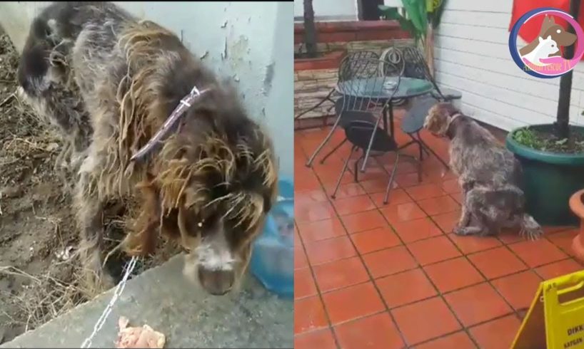 Rescue The Starved Dog Wandering on The Streets |Animal Rescue TV