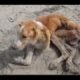 Rescue The poor abandoned dog in the Heath &Amazing Transformation