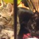 Rescue Two Little Kitten Have Some Neurological Problems But So Feisty