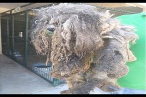 Rescue a Poor Dog Was Abandoned,Dropping from 10kg to 6,5kg When He was Shaved Off