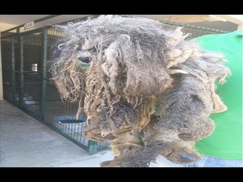 Rescue a Poor Dog Was Abandoned,Dropping from 10kg to 6,5kg When He was Shaved Off
