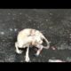 Rescue a Poor Dog in The rain Unsuccess ! dog rescue  sad stories