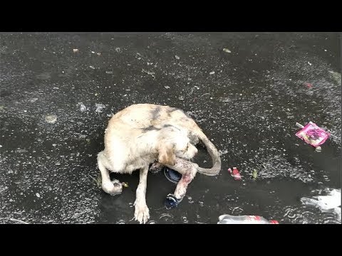 Rescue a Poor Dog in The rain Unsuccess ! dog rescue  sad stories