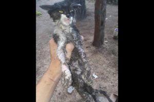 Rescue a poor kitten abandoned in the forest♥ Animal  Rescue HD