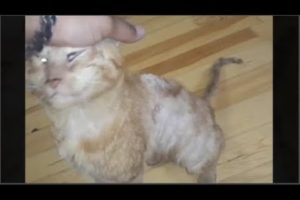 Rescue aBandoned Kittens with Deep bloody Wound on Her back♥ Animal  Rescue HD