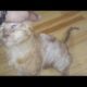 Rescue aBandoned Kittens with Deep bloody Wound on Her back♥ Animal  Rescue HD