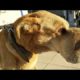 Rescue an Abandoned Dog with big Tumor on Face |Animal Rescue TV