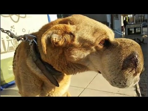 Rescue an Abandoned Dog with big Tumor on Face |Animal Rescue TV