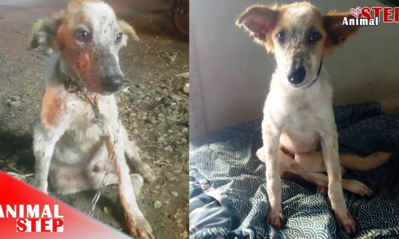 Rescue of Stray Dog who Had Skin Infection and Back Leg broken