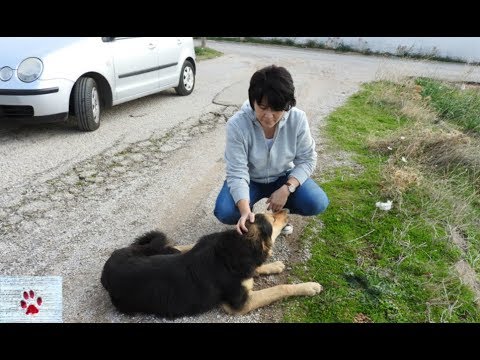 Rescue story of an abandoned, injured dog who loved people
