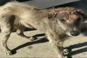 Rescue the Poor Dog Gets Sick like a Rock on The Head |Animal Rescue TV
