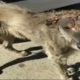 Rescue the Poor Dog Gets Sick like a Rock on The Head |Animal Rescue TV