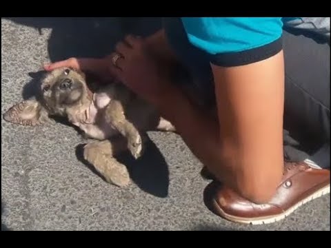 Rescue the Poor Dog Wandering the Streets |Animal Rescue TV