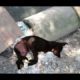 Rescue the poor dog who suffered from a broken jaw |Animal rescue TV