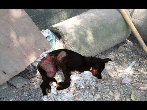 Rescue the poor dog who suffered from a broken jaw |Animal rescue TV