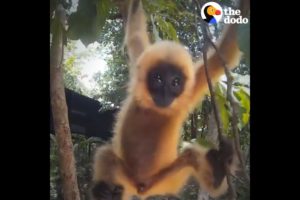 Rescued Gibbon Gets A Stuffed Animal | The Dodo