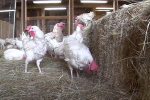 Rescued Hens from Egg Farm Free For First Time