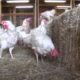 Rescued Hens from Egg Farm Free For First Time