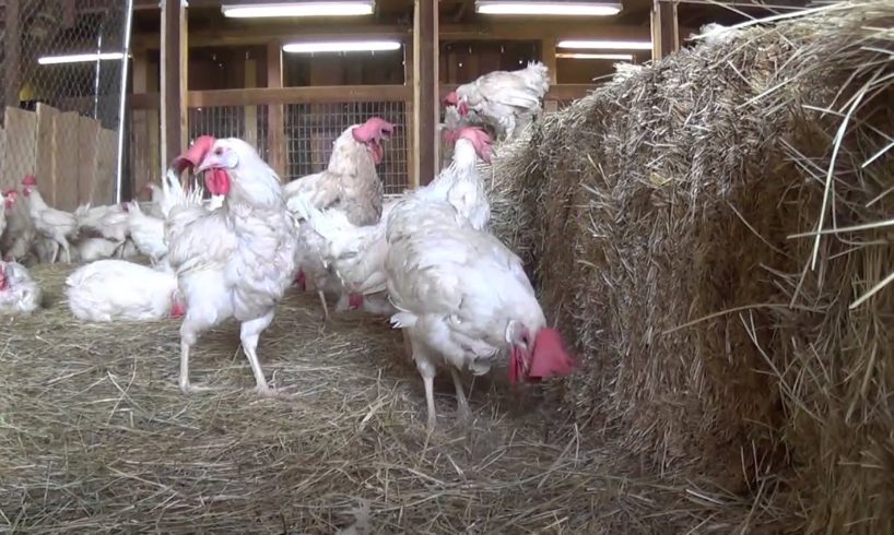 Rescued Hens from Egg Farm Free For First Time