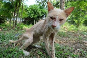 Rescued Kitten Starving for Days and Seriously ill ♥ Animal  Rescue HD