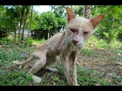 Rescued Kitten Starving for Days and Seriously ill ♥ Animal Rescue HD