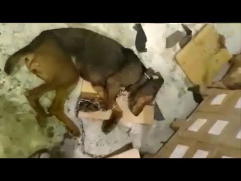 Rescued Poor Hungry Dog ​​with Convulsions in The Factory |Animal Rescue TV