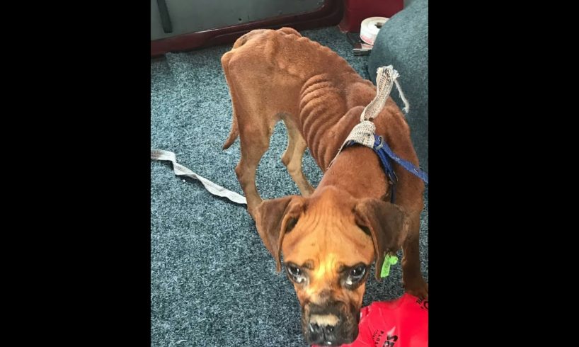Rescued poor skinny dog ​​depleted health |Animal Rescue TV