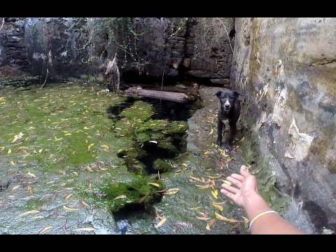 Rescued puppy overjoyed to reunite with his mother