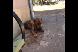 Rescuing Abandoned Poor Dog At street Corner |Animal Rescue TV
